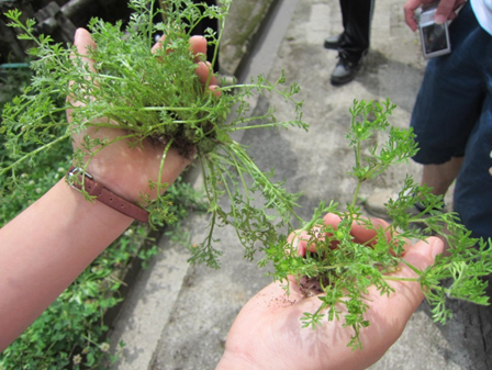 「メリケントキンソウ」ってどんな植物?の画像
