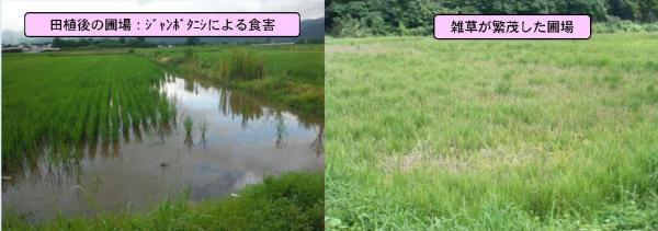 害虫食害や雑草繁茂の圃場